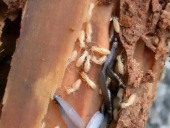 富拉尔基白蚁防治公司分享小区架空层防虫治理，解决楼栋群体性白蚁隐患